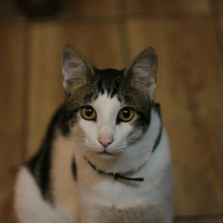 Everyday Cat Hostel Батуми Экстерьер фото