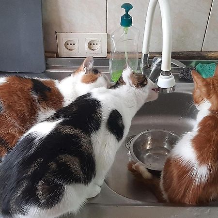 Everyday Cat Hostel Батуми Экстерьер фото