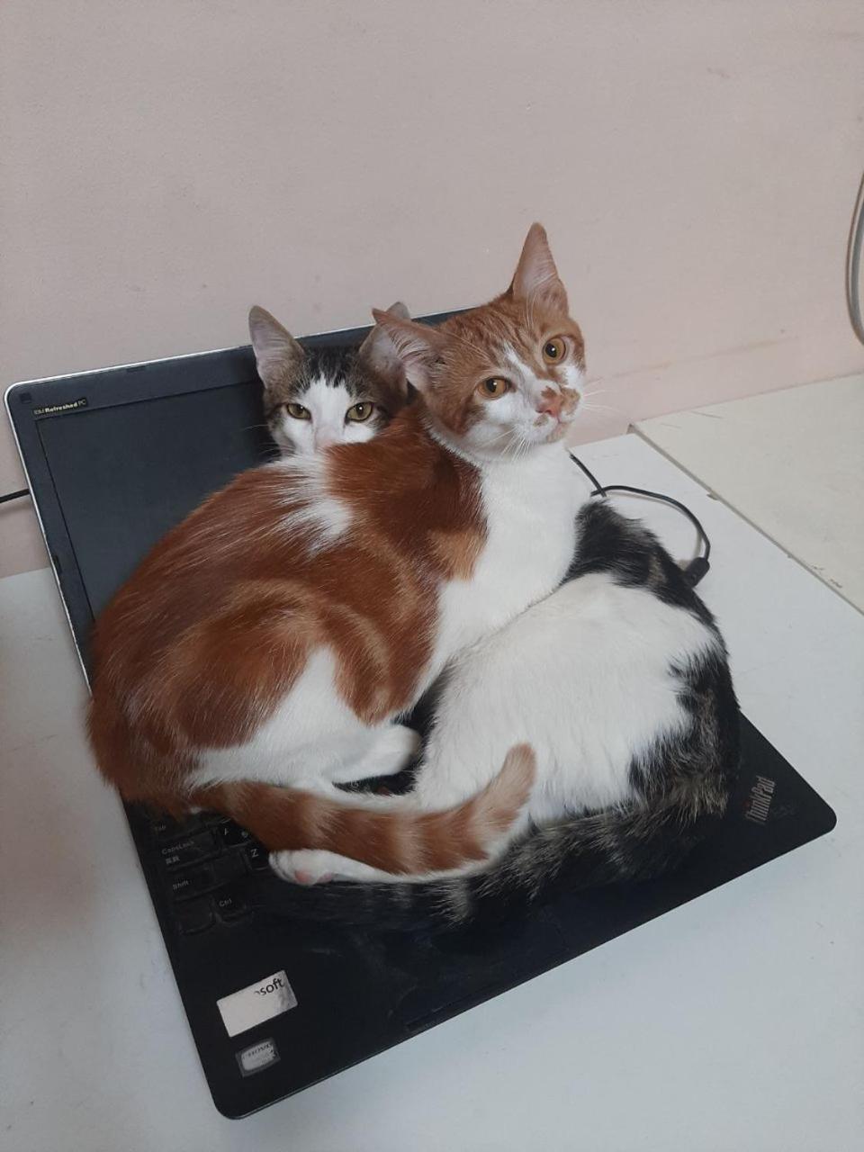 Everyday Cat Hostel Батуми Экстерьер фото