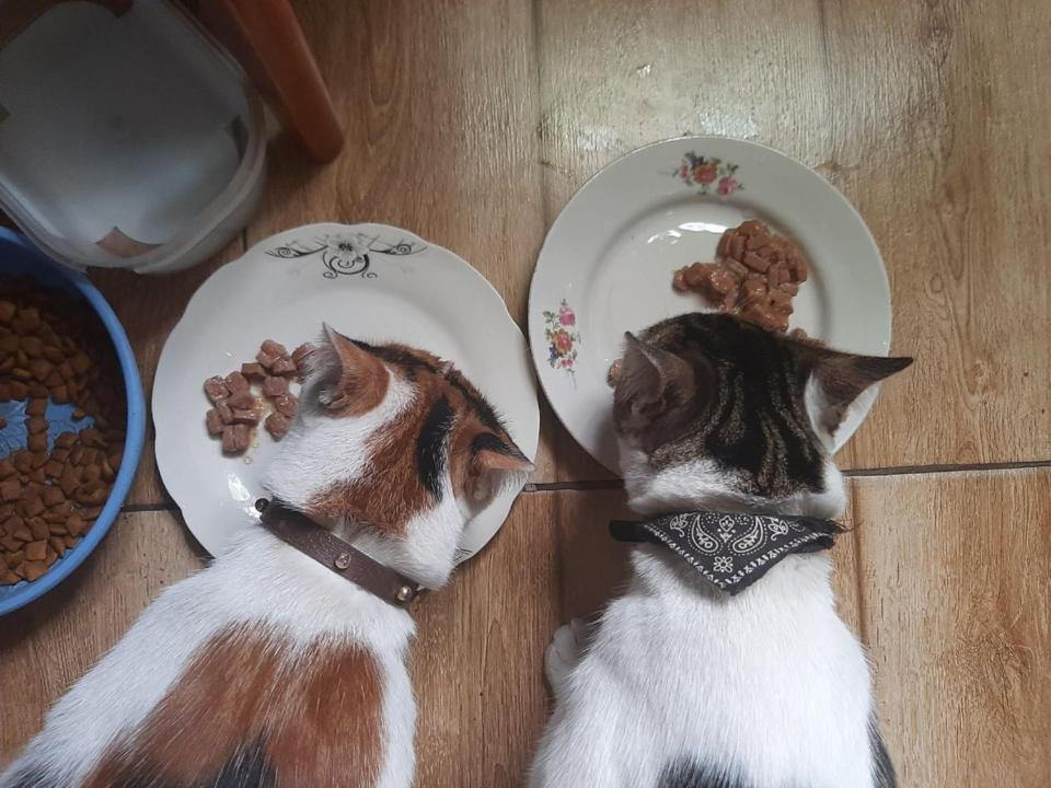 Everyday Cat Hostel Батуми Экстерьер фото