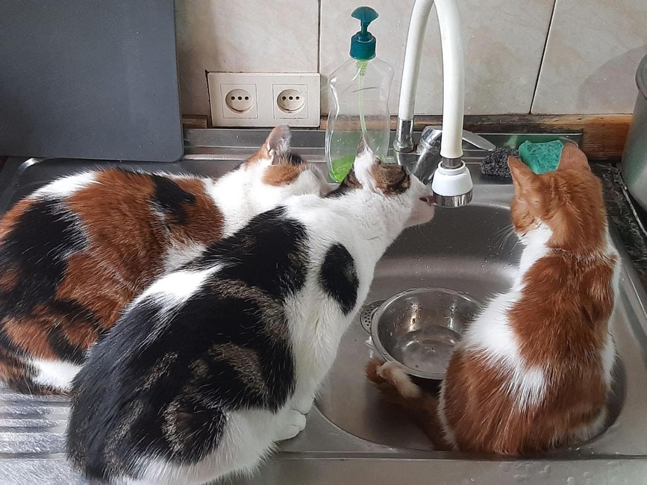 Everyday Cat Hostel Батуми Экстерьер фото