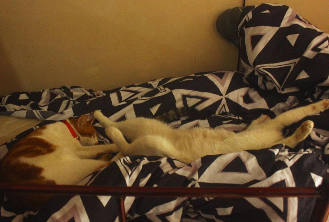 Everyday Cat Hostel Батуми Экстерьер фото