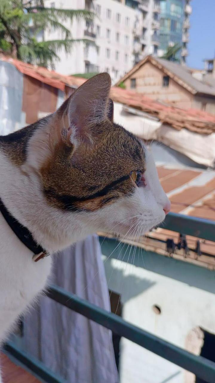 Everyday Cat Hostel Батуми Экстерьер фото